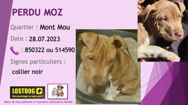 perdu - PERDU chiot pitbull de 3 mois fauve chaussettes et poitrail blancs collier noir au Mont Mou le 28.07.2023 Perd3095