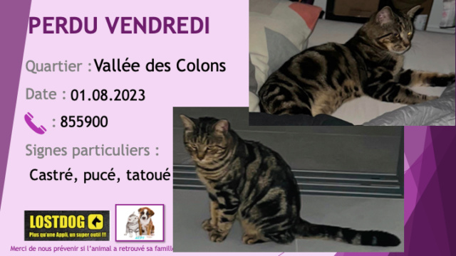 PERDU VENDREDI chat tigré (grosses rayures) noir et beige castré pucé tatoué à la Vallée des Colons le 01.08.2023 Perd3133