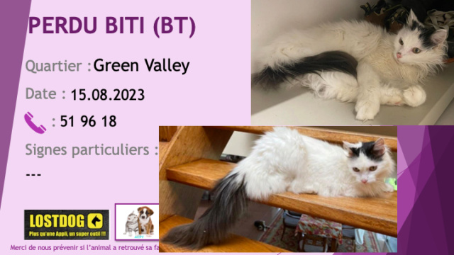 magenta - PERDU BT (BITI) chat blanc queue et dessus de tête noirs poils longs à Green Valley Magenta le 15.08.2023 Perd3142