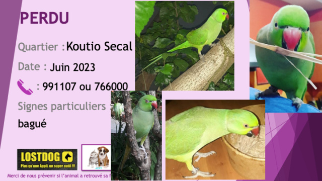 PERDU collier des Indes vert bagué à Koutio Secal en juin 2023 Perd3162