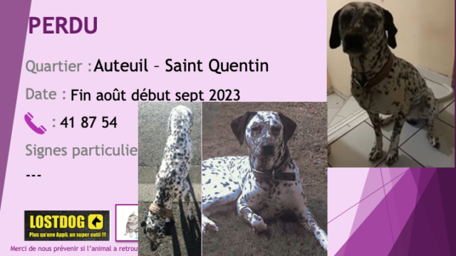 PERDU dalmatien oreilles noires collier marron rayé vert rouge pucé à Auteuil Saint Quentin fin août debut septembre 2023 Perd3176