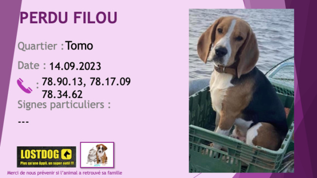 blanche - PERDU FILOU beagle tête fauve (marron clair) liste blanche à Tomo le 14.09.2023 Perd3179