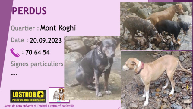 Noire - PERDUS 5 chiens 1 bringé, 1 sable et blanc, 1 fauve et blanc et 1 noire et feu au Mont Koghi le 20.09.2023 Perd3191