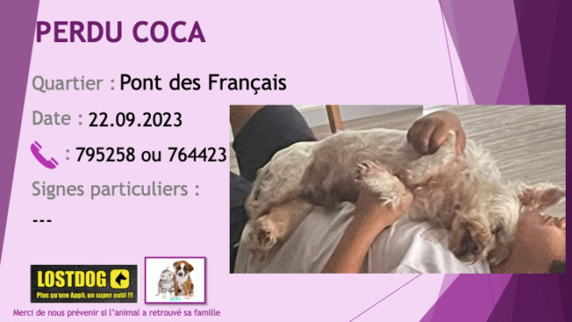 PERDUE COCA bichon âgé blanc ou beige clair au Pont des Français Mont Dore le 22.09.2023 Perd3193