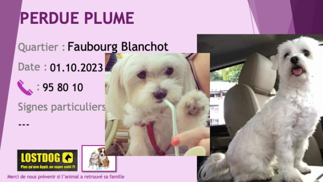 bichon - PERDUE PLUME bichon blanche âgée sourde et malvoyante au Faubourg Blanchot le 01.10.2023 Perd3206