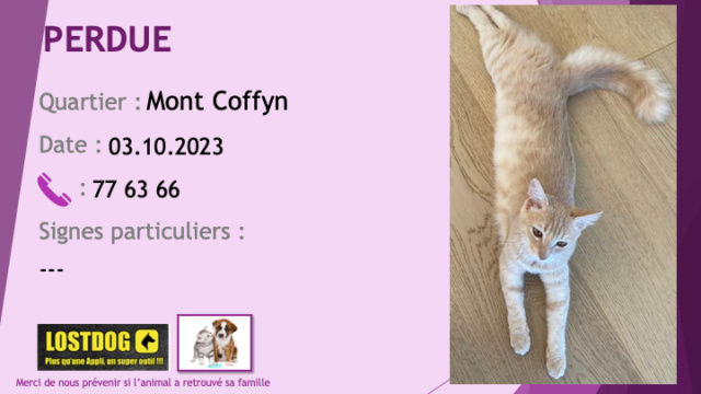 chatte - PERDUE chatte tigrée sable tatouée pucée au Mont Coffyn Nouméa le 03.10.2023 Perd3209