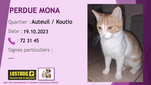 PERDUE MONA chatte tigrée rousse et blanche tatouée CVR441 à Auteuil Koutio le 19.10.2023 Perd3222