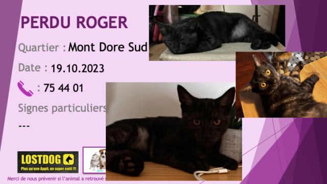 chaton - PERDU ROGER chaton de 5 mois tigré noir et gris foncé au Mont Dore Sud le 19.10.2023 Perd3223