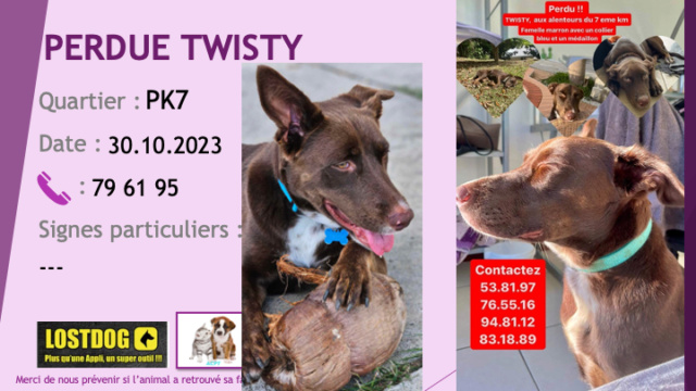 PERDUE TWISTY chienne marron chocolat tache blanche poitrail oreilles semi tombantes collier et médaille bleus au PK7 le 30.10.2023 Perd3240