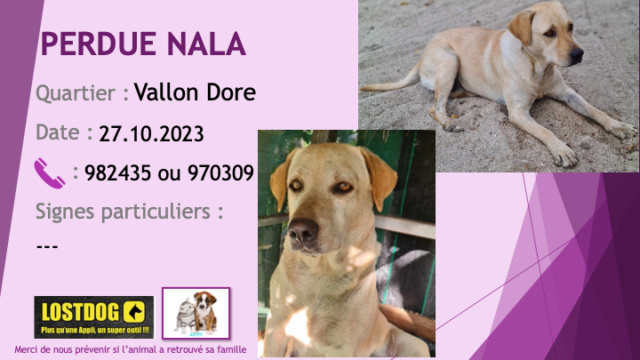 dore - PERDUE NALA labrador sable au Vallon Dore le 27.10.2023 Perd3243