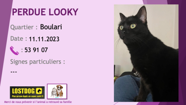 chatte - PERDUE LOOKY chatte noire de petite taille à Boulari le 11.11.2023 Perd3260