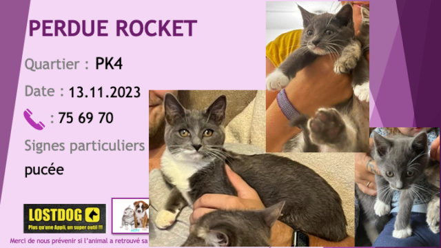 chatte - PERDUE ROCKET jeune chatte (5-6 mois) gris souris (chartreux) poitrail et chaussettes blancs pucée à PK4 le 13.11.2023 Perd3262