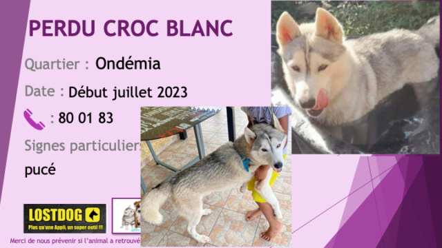 PERDU CROC BLANC husky gris clair et blanc yeux verts ou bleus à Ondémia Paita début juillet 2023  Perd3266