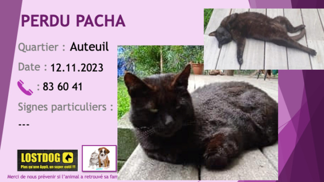 PERDU PACHA chat noir yeux verts à Auteuil Dumbéa le 12.11.2023 Perd3267