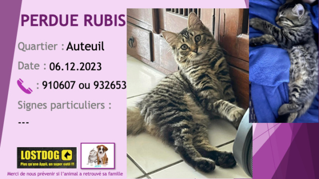 PERDUE RUBIS jeune chatte tigrée beige noir poils mi-longs à Auteuil le 06.12.2023 Perd3286
