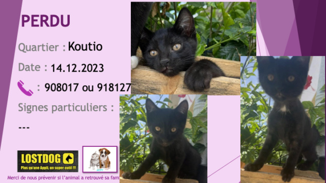 chaton - PERDUE chaton de 3 mois noir avec petite tache blanche sous le cou à Koutio le 16.12.2023 Perd3305