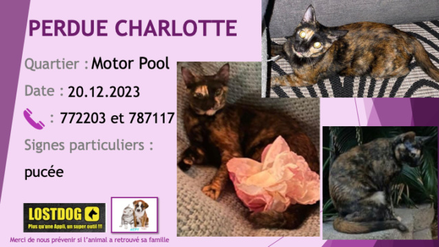 PERDUE CHARLOTTE chatte écaille de tortue pucée au Motor Pool le 20.12.2023 Perd3311