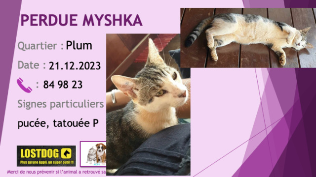 chatte - PERDUE MYSHKA chatte blanche et tigrée beige noir pucée tatouée P à Plum le 21.12.2023 Perd3312