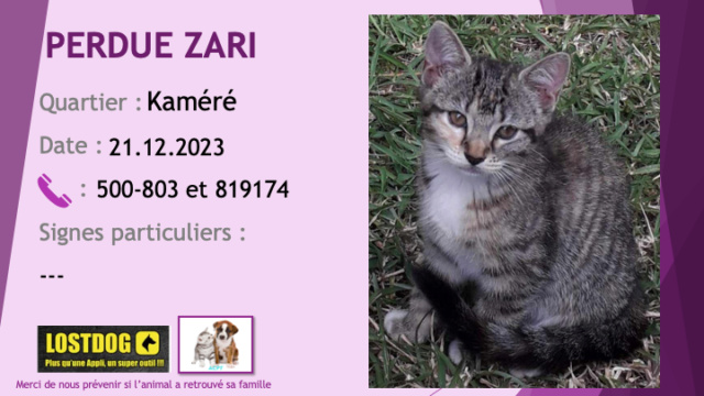 chaton - PERDUE ZARI chaton de 3 mois tigrée beige noir tache poitrail et petites chaussettes blanches à Kaméré le 21.12.2023 Perd3313
