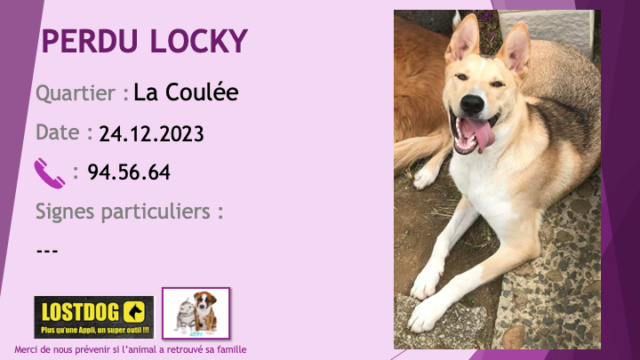 PERDU LOCKY type husky sable  noir liste, chaussettes et poitrail blancs à La Coulée le 24.12.2023 Perd3326