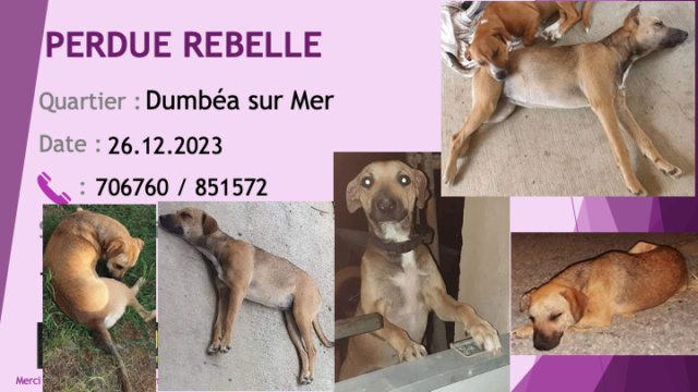 blanche - PERDUE REBELLE  chienne oreilles tombantes taille moyenne fauve beige quelques poils noirs sur le dos tache poitrail blanche pucée stérilisée à Dumbéa sur Mer le 26.12.2023 Perd3329