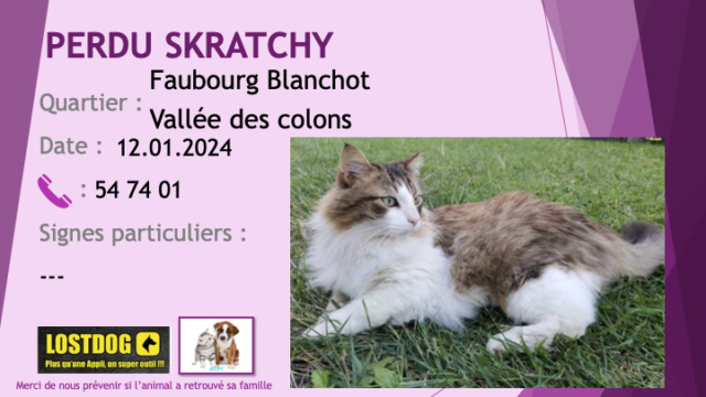 perdu - PERDU SKRATCHY chat blanc et tigré beige noir poils longs castré au Faubourg Blanchot Vallée des Colons le 12.01.2024 Perd3382