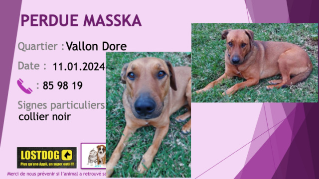 PERDUE MASSKA chienne couleur fauve (marron roux) oreilles tombantes poils très ras collier noir au Vallon Dore le 11.01.2024 Perd3396