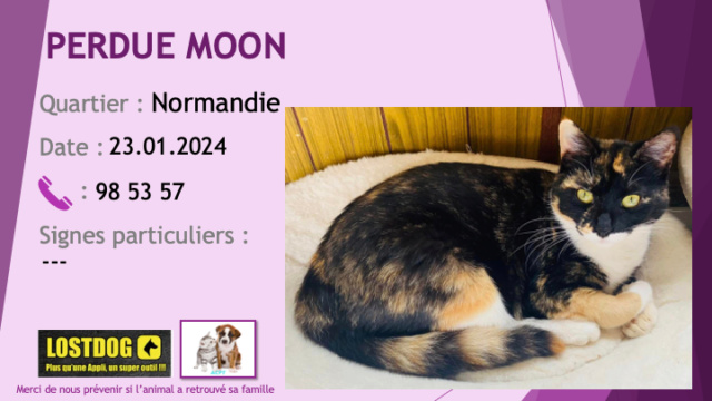 PERDUE MOON chatte écaille de tortue, chaussettes poitrail et cou blancs à Normandie le 23.01.2023 Perd3407
