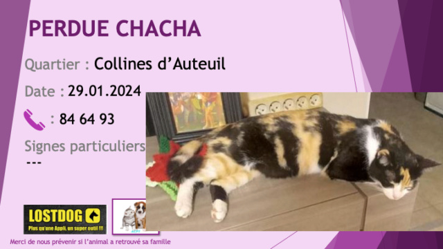 PERDUE CHACHA chatte 3 couleurs noire sable et blanche (isabelle) sur la Colline d'Auteuil le 29.01.2024 Perd3415