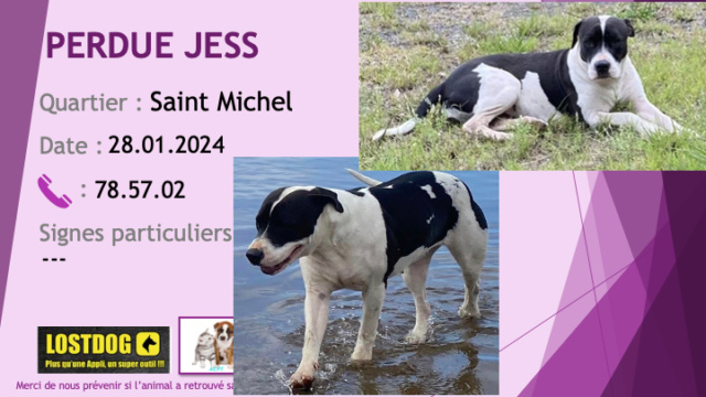 Noire - PERDUE JESS pitbull noire et blanche oreilles non coupées tombantes stérilisée à Saint Michel Mont Dore le 28.01.2024 Perd3418