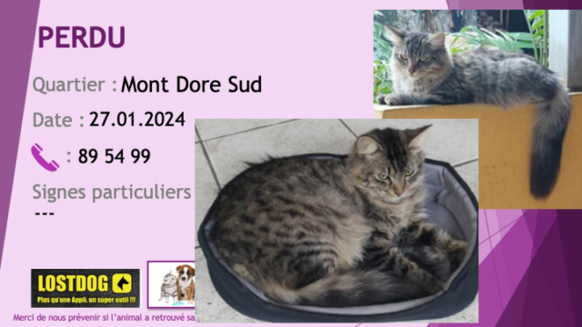 dore - PERDU chat tigré beige noir poils longs castré tatoué au Mont Dore Sud le 27.01.2024 Perd3420