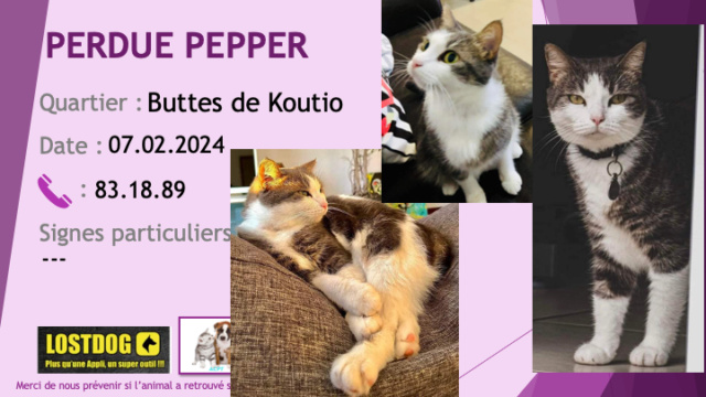 blanche - PERDUE PEPPER chatte blanche et tigrée beige noir poils longs collier noir aux Buttes de Koutio le 07.02.2024 Perd3432