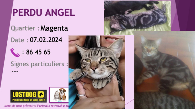 PERDU ANGEL chat tigré beige noir menton blanc à Magenta le 07.02.2024 Perd3433