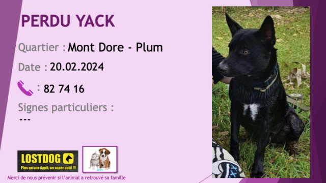 croisé - PERDU YACK croisé pitbull bouvier australien ? oreilles droites noir petite tache blanche poitrail secteur Mont Dore Plum le 20.02.2024 Perd3444