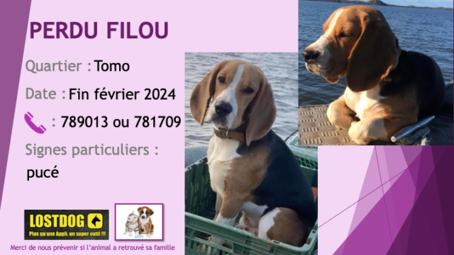 PERDU FILOU beagle tête fauve (marron clair) liste blanche à Tomo le 14.09.2023 Perd3471