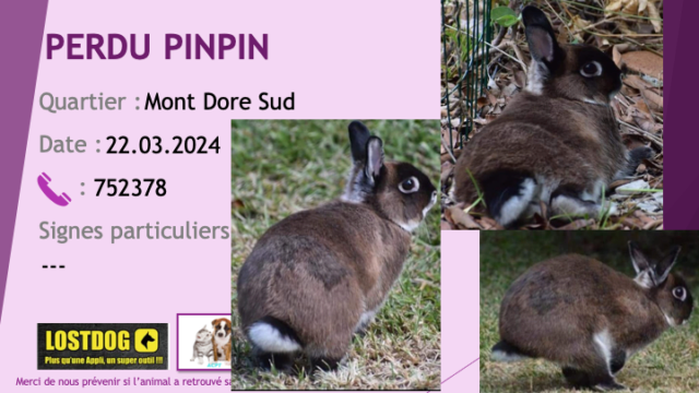 dore - PERDU PINPIN lapin marron foncé masque noir tout le dessous blanc au Mont Dore Sud le 22.03.2024 Perd3486