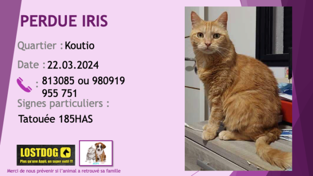 PERDUE IRIS chatte tigrée rousse tatouée 185HAS à Koutio le 22/03/2024 Perd3491