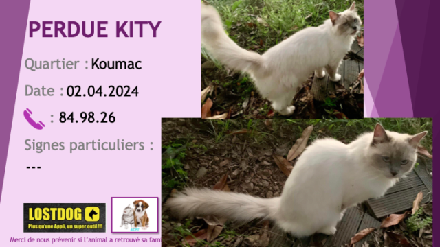 blanche - PERDUE KITY type ragdoll blanche masque gris poils mi-longs à Koumac le 02.04.2024 Perd3499