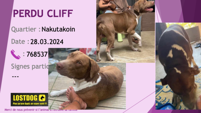 perdu - PERDU CLIFF pitbull marron chaussettes poitrails tour de cou blancs oreilles non coupées à Nakutakoin Dumbéa le 28.03.2024 Perd3507