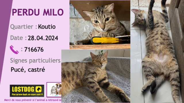 PERDU MILO chat tigré beige noir menton et bout de nez blancs à Koutio le 28.04.2024 Perd3529