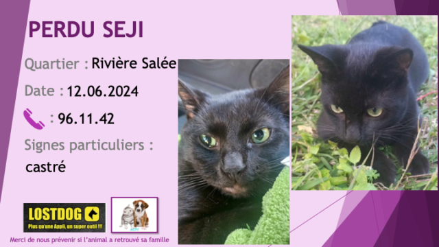 PERDU SEJI chat noir castré à Rivière Salée le 12.06.2024 Perd3579