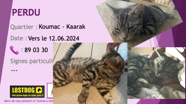 PERDU chat tigré beige noir à Koumac - Kaarak vers le 12.06.2024 Perd3588