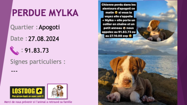 PERDUE MYLKA cjiot pitbull marron chaussettes poitrail bout de nez et grosse liste blancs yeux clairs à Apogoti Dumbéa sur Mer le 27.08.2024 Perd3664