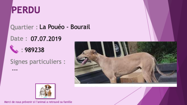 levrier - PERDU lévrier gris à La Pouéo - Bourail le 07/07/2019 Perdu102