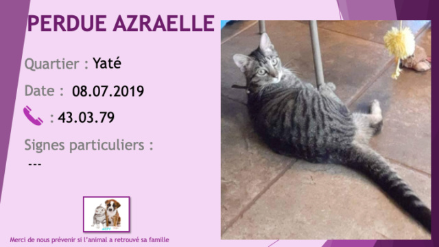 chatte - PERDUE AZRAELLE chatte tigrée avec un peu de blanc sous le cou Lieu station total Yaté depuis le 08/07/2019 Perdu106