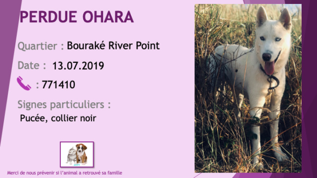 PERDUE OHARA husky blanche yeux vairons (gauche bleu) pucée, collier noir à Bouraké River Point le 13/07/2019 Perdu107