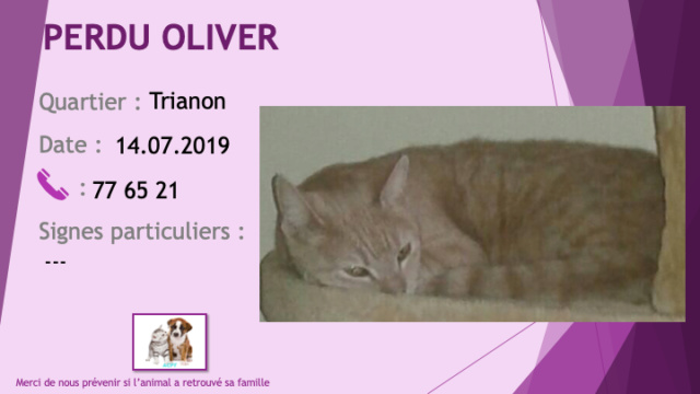 PERDU OLIVER chat tigré sable (roux clair beige) au Trianon le 14/07/2019 Perdu113