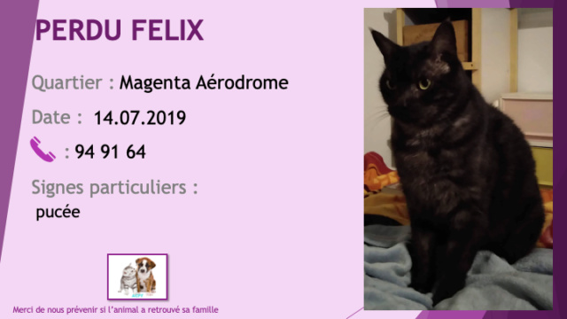 PERDU FELIX chat noir reflets gris pucé à Magenta Aérodrome le 14/07/2019 Perdu114