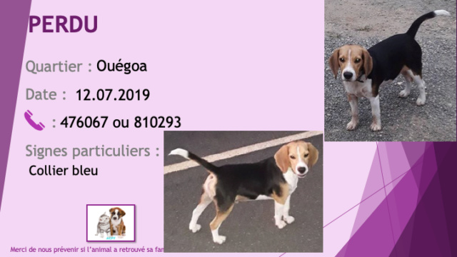 PERDU beagle collier bleu à Ouégoa le 12/07/2019 Perdu125