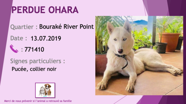 PERDUE OHARA husky blanche yeux vairons (gauche bleu) pucée, collier noir à Bouraké River Point le 13/07/2019 Perdu134